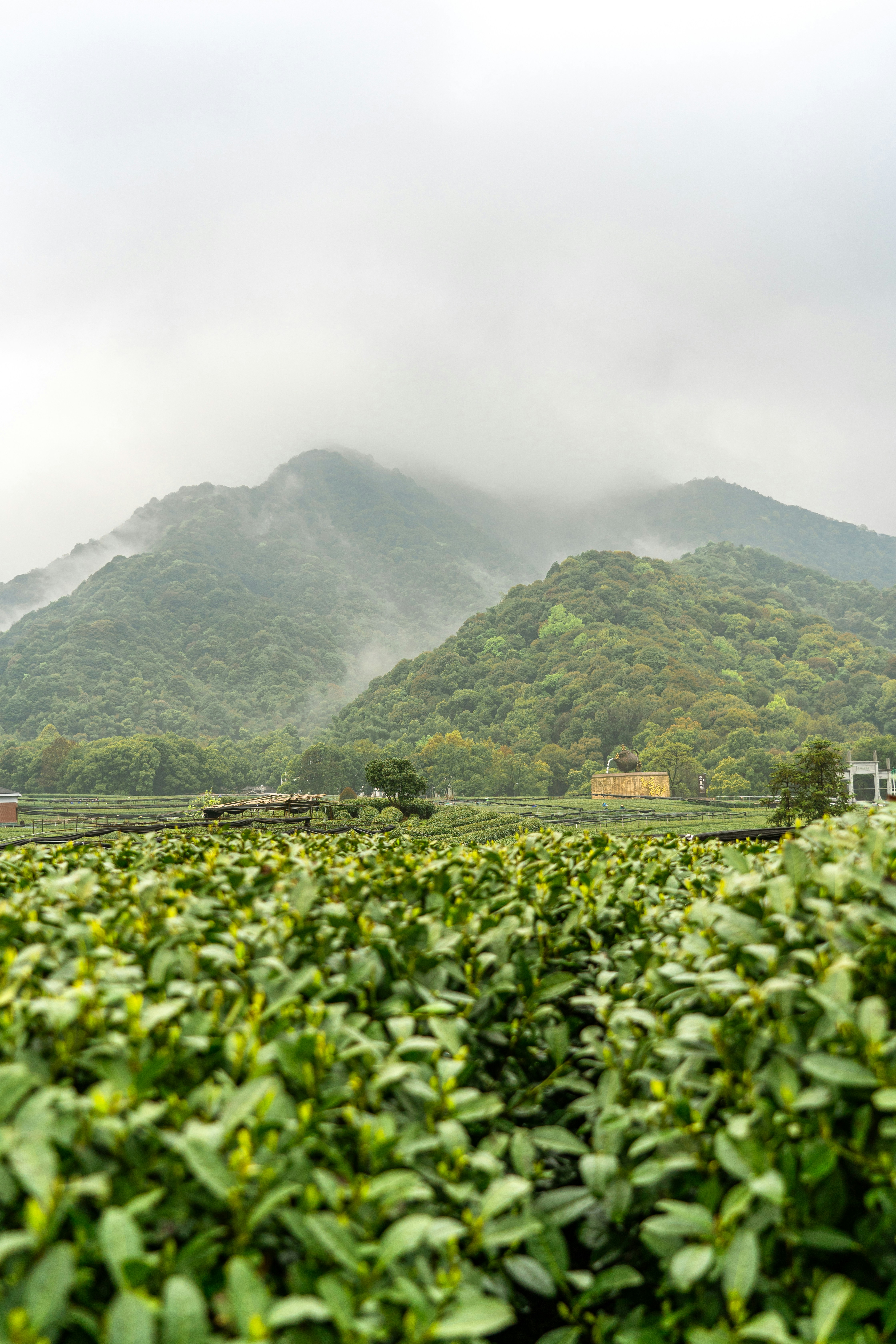 Longjing Tea