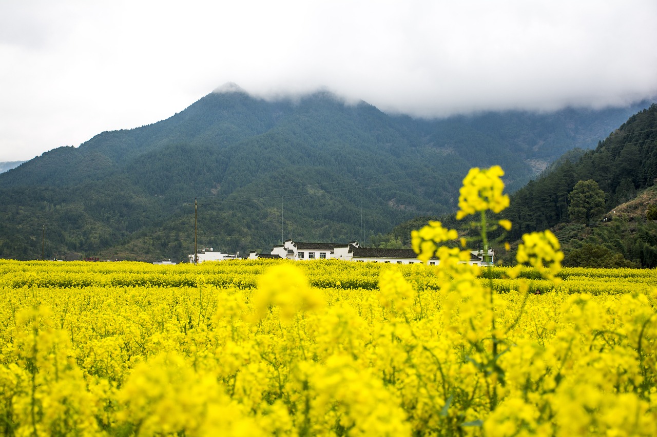 Wuyuan